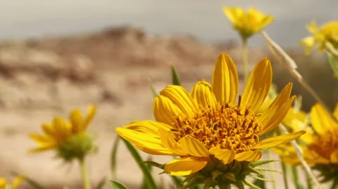 Desert Flower with Insects in Slow Motion Stock Footage 39763813