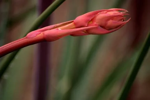 Desert Flower Stock Photos