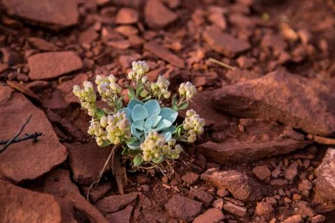 Desert Flower Stock Photos
