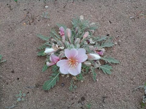 Desert flower Stock Photos