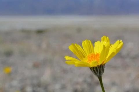 Desert Flower Stock Photos
