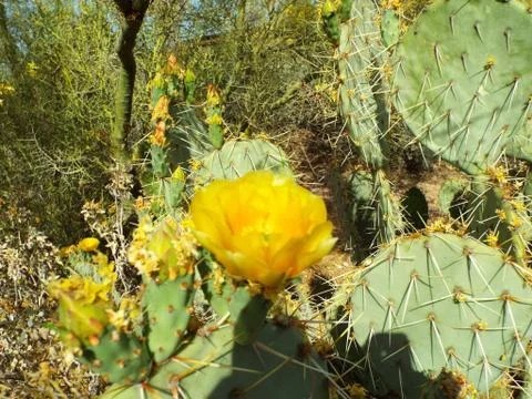 Desert Flower Stock Photos