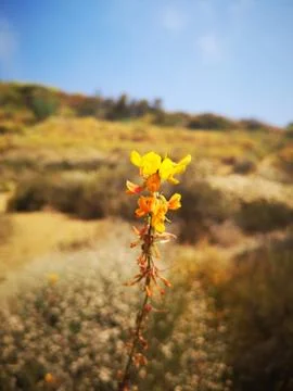 Desert Flower Stock Photos