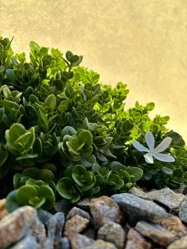 Desert Flower Stock Photos