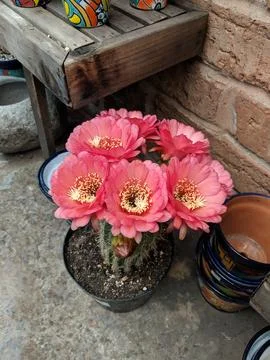Desert Flower Stock Photos