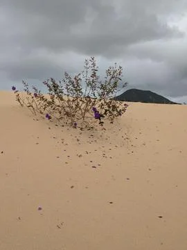 Desert with a flower Stockfoto's