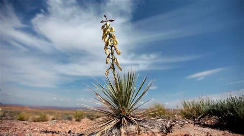 A desert flower reaching into the sky Stock Footage 55012705