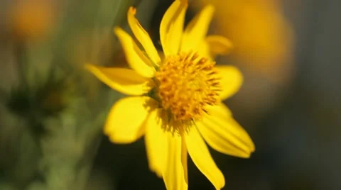 Desert flower in shallow focus Stockbeeldmateriaal 10990050