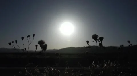 Desert Flower Silhouette Video stock 48846250