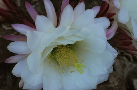 DESERT FLOWER TIMELAPSE 4K Stock-Footage 24856000