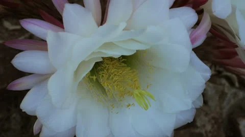 DESERT FLOWER TIMELAPSE HD Stock-Footage 24855636