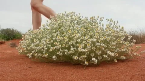 Desert Flower Walk Stock Footage 319213519