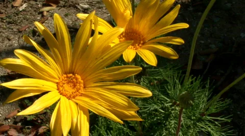 Desert Flowers- 2 Flowers basking in the sun.  動画素材 112088