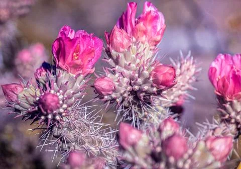 Desert Flowers 2 Stock Photos