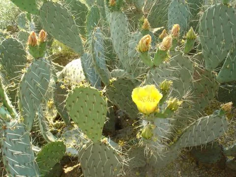 Desert flowers in Arizona Stock Photos