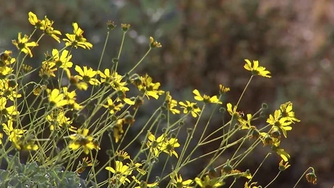 Desert flowers CU with bees Stock Footage 82912872