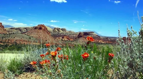 Desert Flowers Stock Footage 5730972