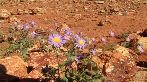 DESERT FLOWERS Stock Footage 107114525