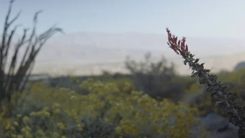 DESERT FLOWERS WITH mountain BACKDROP Stock Footage 75208577