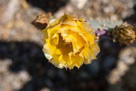 Desert flowers Stock Photos