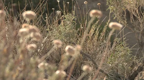 Desert Flowers Rack Focus 動画素材 6966150