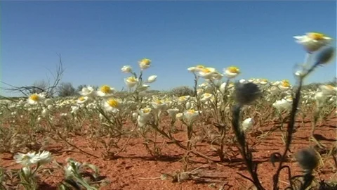 DESERT FLOWERS Simpson Stock Footage 107160546