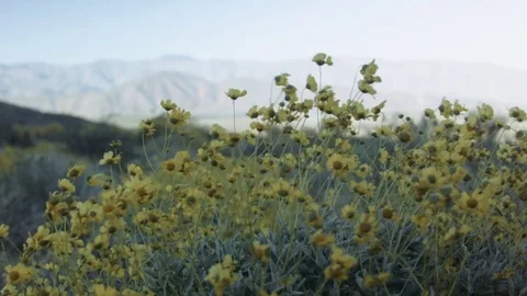 DESERT FLOWERS IN THE WIND Stock Footage 75208463