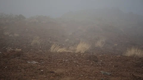 Desert-fog-mist-focus-shift-daylight-earthy-dead-grass Video stock 85475240