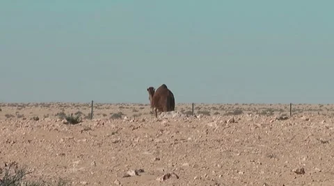 Desert Видео 7734332