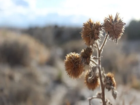 Desert Video stock 80933291