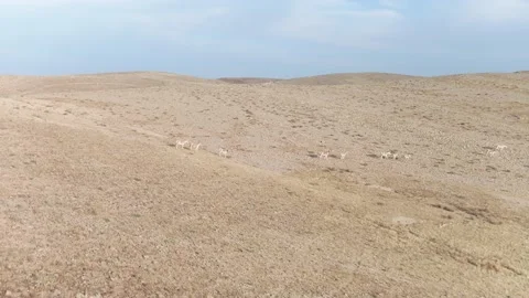 Desert Vídeos de archivo 133673424