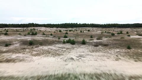 Desert in the forest Stock Footage 255935996