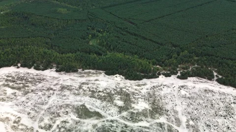 Desert in the forest Stock Footage 255969973