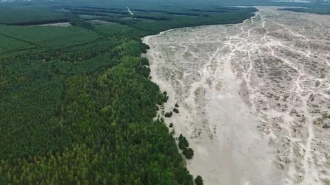 Desert in the forest Stock Footage 255970086