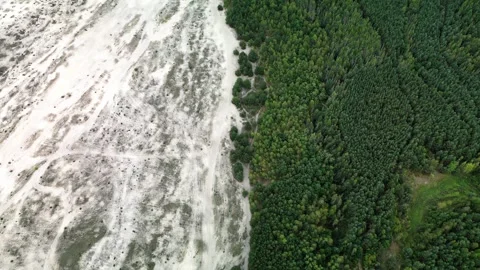 Desert in the forest Stock Footage 255970144