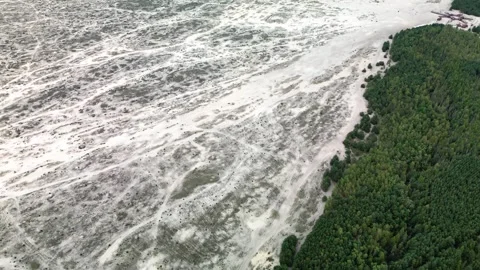 Desert in the forest Stock Footage 255970272