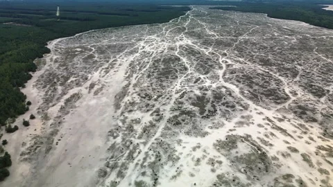 Desert in the forest Stock Footage 255970364