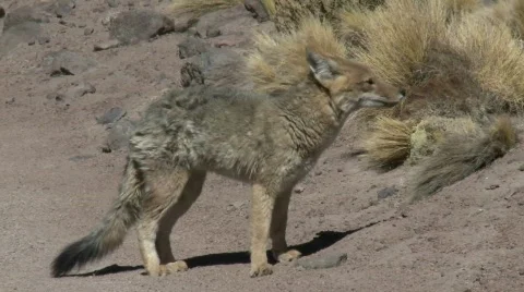 A desert fox in the altiplano above San Pedro de Atacama, Chile. Stock Footage