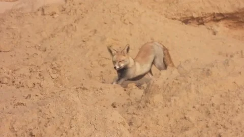 Desert fox during Chambal River Safari Stock Footage 159280160