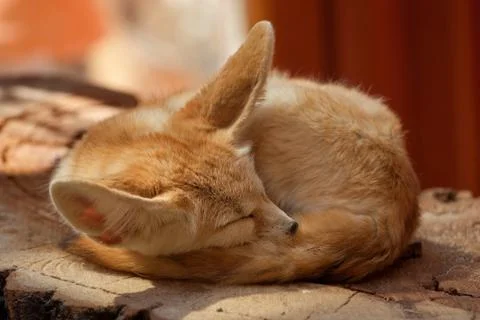 Desert fox Stock Photos