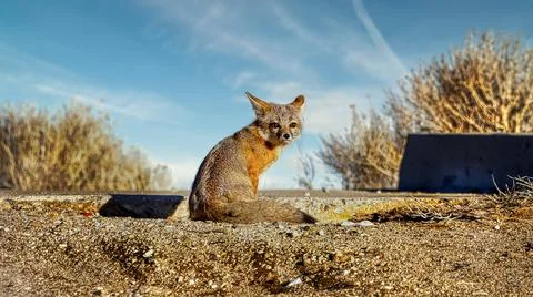 A Desert Fox 스톡 사진