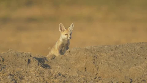 A Desert fox pup keeps watch on the desert as things move and it tries to Stock Footage 129308992