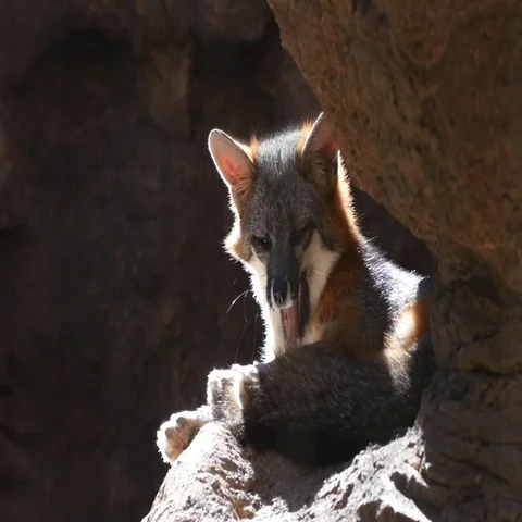 A desert Fox resting in the afternoon sun Stock Footage 69497482