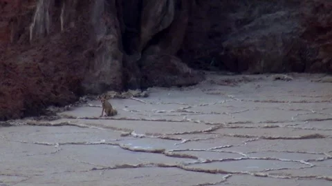 A desert fox is seen eating on the white expanse of a salt, stock footage. Stock Footage 304796393