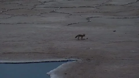 A desert fox is seen gently feeding on the salt dome's, stock footage. Stock Footage 304796384