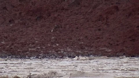 A desert fox is seen gracefully maneuvering through, stock footage. Stock Footage 304796349