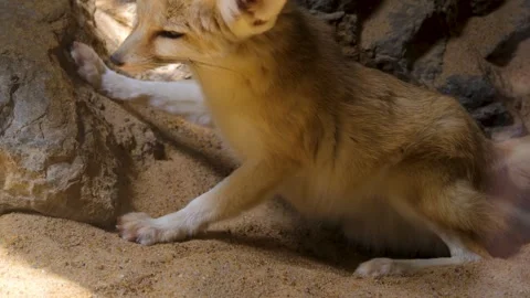 A desert fox sleeping Stock Footage 249888296
