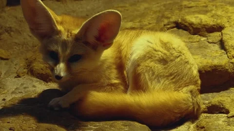 A Desert fox waking up Stock Footage 144060100