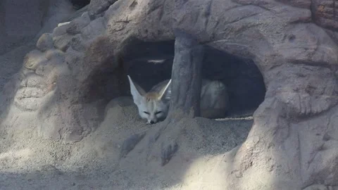 Desert fox in a zoo Stock Footage 306040350