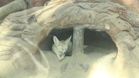 Desert fox in a zoo Stock Footage 306040417